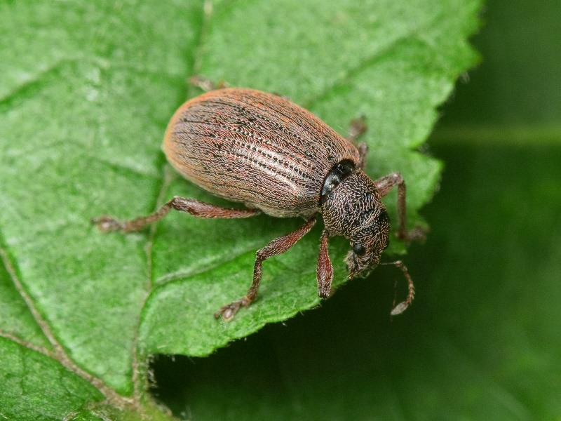 Polydrusus (Eudipnus) mollis (Ström, 1768)